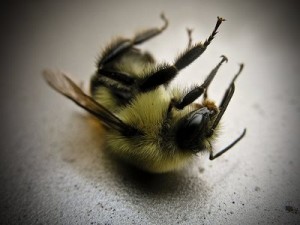 dying-bee